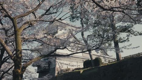 Impresionante-Castillo-De-Odawara-Detrás-De-Los-Cerezos-En-Flor-En-Un-Día-Soleado-En-Hakone,-Japón