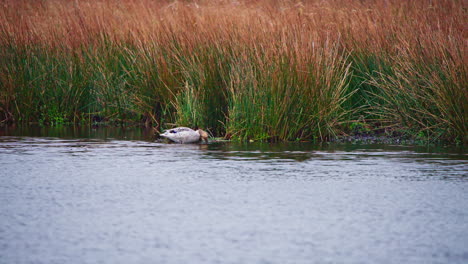 Female-mallard-duck-grooming-its-feathers-in-reeds-on-lake-shore