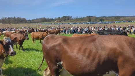 Cows-being-released-for-the-first-time-in-spring-after-being-kept-housed-over-winter