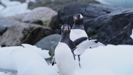 Close-Up-of-Penguins-in-Antarctica,-Portrait-of-a-Pair-of-Two-Gentoo-Penguin-Flapping-Wings-and-Drying-Itself-on-a-Rocky-Beach-with-Ice-on-Wildlife-and-Animals-Vacation-to-Antarctic-Peninsula