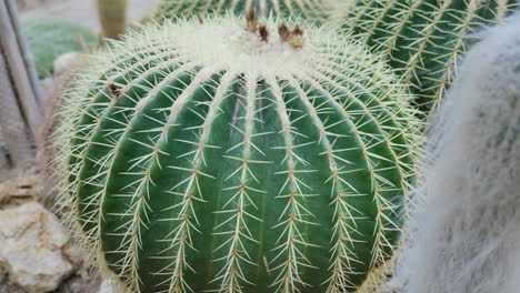 Close-up-of-vibrant-green-cacti-with-sharp-spines-outdoors