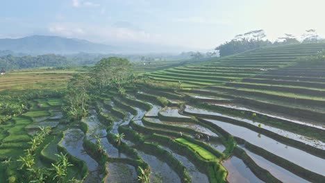 Vista-Aérea-Del-Agricultor-Tradicional-Arando-Campos-De-Arroz-Con-Búfalos.