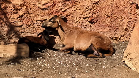 Brown-goat-sitting-in-a-corner-with-a-baby-goat-in-front-on-a-sunny-day