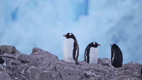 Antarctica-Penguins-in-Antarctic-Scenery,-Gentoo-Penguin-Colony-and-Glacier-on-Antarctic-Wildlife-and-Animals-Trip-to-Antarctic-Peninsula,-with-Beautiful-Snow-and-Ice-Covered-Landscape-Scenery