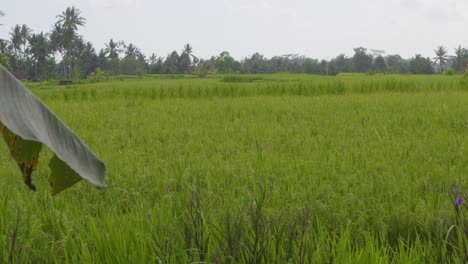 Ein-Ruhiger-Blick-Auf-üppige-Grüne-Reisfelder-In-Bali,-Indonesien