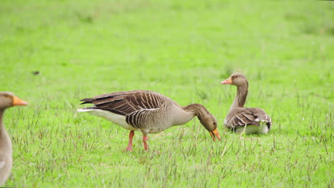 Graugänse-Auf-Einer-Grünen-Weide,-Ein-Vogel-Grast-Auf-Dem-Gras