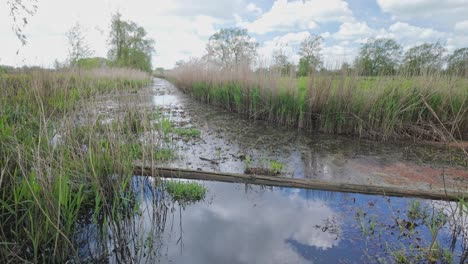 Drainage-ditch,-wetland-marsh-reeds-habitat,-natures-tranquil-solitude