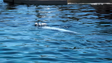 Großer-Tümmler-In-Gefangenschaft,-Aquatisches-Säugetier-Im-Attica-Aqua-Park,-Athen,-Griechenland