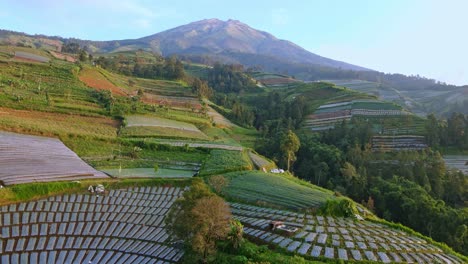 Drone-fly-over-tropical-plantation-on-slope-of-mountain