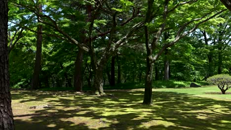 Slow-motion-push-in-toward-beautiful-lush-green-garden-with-silhouettes