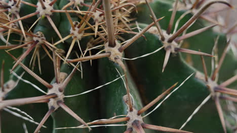 Close-up-of-sharp-cactus-spines-on-green-succulent