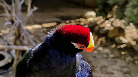 Red-and-yellow-colored-head-on-a-black-body-bird-looking-around