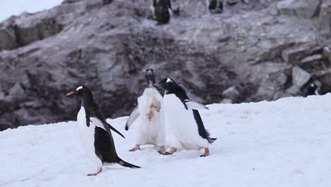 Slow-Motion-Penguins-Running,-Funny-Baby-Animals-with-Gentoo-Penguin-Chick-Chasing-its-Mother-on-the-Snow-in-a-Penguin-Colony-in-Antarctica,-Antarctic-Peninsula-Wildlife-in-Winter