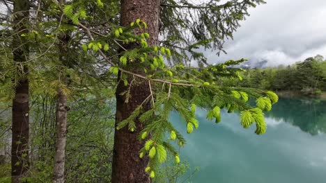 Kiefer-Mit-Frischen-Grünen-Sprossen-Im-Frühling-Mit-See-Im-Hintergrund