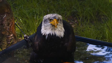 Video-of-the-American-bald-eagle,-slow-motion,-close-up