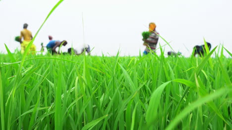 Un-Grupo-De-Trabajadores-Agrícolas-Indios-Trabajando-En-Los-Arrozales.