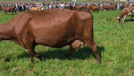 Vacas-Liberadas-Por-Primera-Vez-En-Primavera-Después-De-Haber-Permanecido-Alojadas-Durante-El-Invierno.