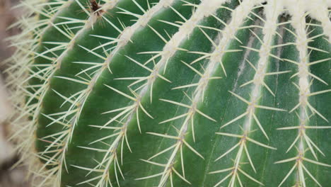 Close-up-of-a-cactus-showing-sharp-spines-and-green-texture