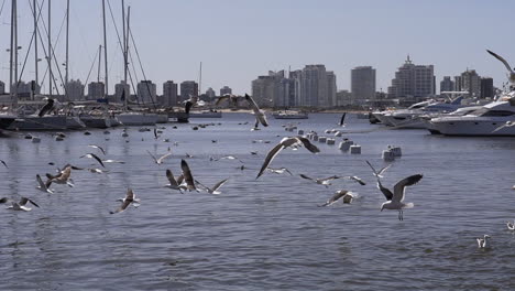 Las-Gaviotas-Vuelan-Con-Los-Peces,-Los-Pescadores-Les-Dan-De-Comer.