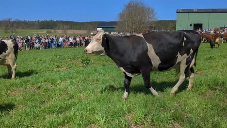 Kühe-Werden-Im-Frühjahr-Zum-Ersten-Mal-Freigelassen,-Nachdem-Sie-Den-Winter-Im-Stall-Verbracht-Haben