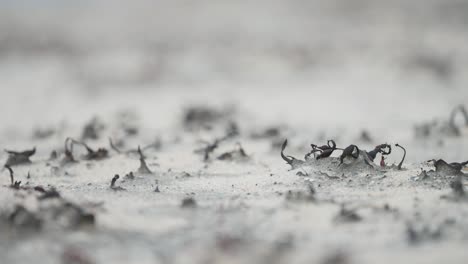 Dry-spiky-plants-and-seaweed-on-the-sand