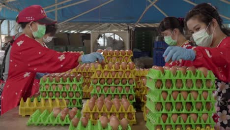 Chicken-eggs-being-processed-by-Asian-women