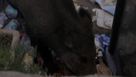 Cerdo-Comiendo-Basura-Y-Buscando-Comida,-Italia