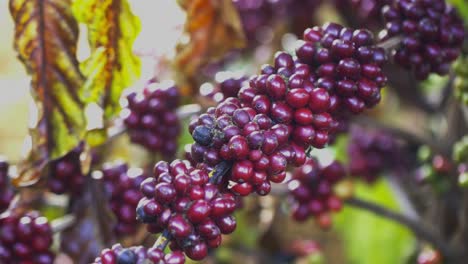 Zweige-Mit-Kaffeebeeren-Oder-Kaffeekirschen,-Kaffeeproduktionsszene,-Nahaufnahme