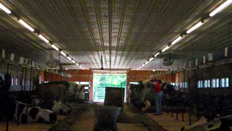 Sweeping-out-the-cow-barn-at-Smiley-Hill-Farm-Westbrook,-Maine