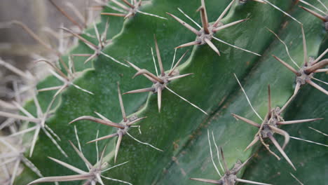 Close-up-of-cactus-spines-with-natural-light-and-focus-detail