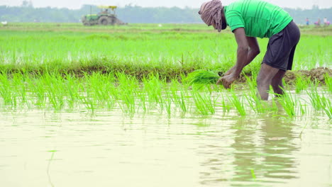 Asian-young-farmer-planting-paddy-crops-at-agricultural-farm