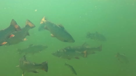Underwater-view-of-fish-feeding,-showcasing-a-group-of-fish-with-speckled-patterns-swimming-in-green,-murky-water