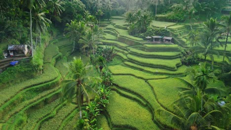 Rice-terrace,-lush-green-healthy-contoured-cascading-plantation