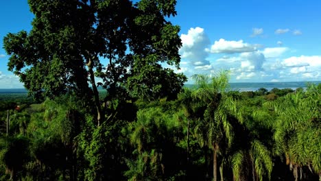 Aerial-view-of-the-tree-canopy-with-an-overview-of-the-beautiful-jungle-forest-and-the-lake-Ypacarai-in-Aregua,-Paraguay