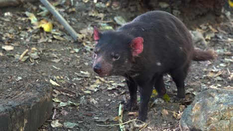 A-Tasmanian-devil-roaming-around-the-forest-ground,-and-yawn-with-mouth-wide-open,-close-up-shot-of-Australian-native-wildlife-species