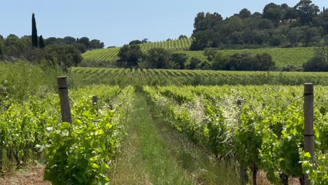 Reihe-Von-Wachsenden-Weinreben-Pflanzen-Auf-Dem-Feld-An-Einem-Sonnigen-Tag