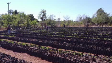 Un-Campo-Lleno-De-Vainas-De-Durazno-Y-Agricultores-Regando-Las-Plantas