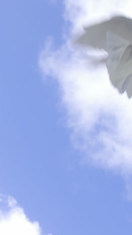 Dove-bird-flying-against-blue-sky