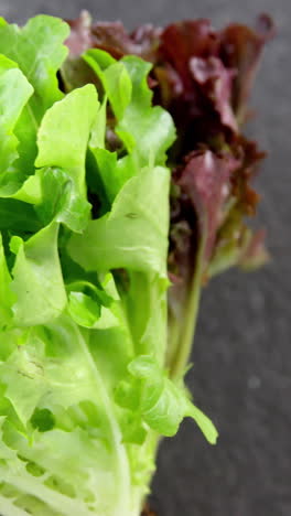 Close-up-of-lettuce