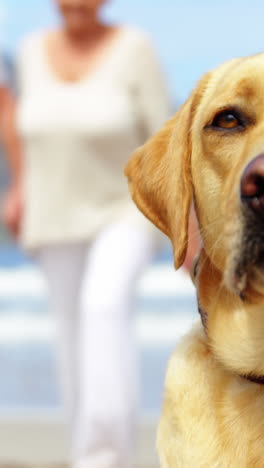 Close-up-dog-relaxing-on-beach