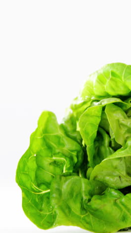 Close-up-of-lettuce