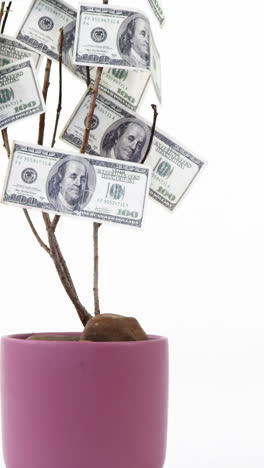 Money-growing-in-pot-plant