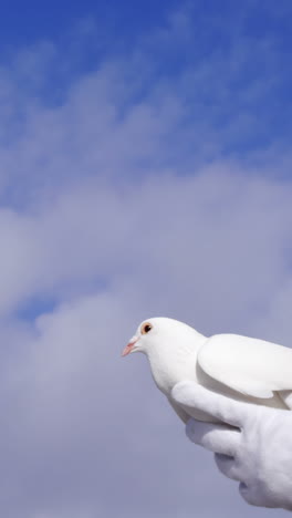 Manos-Sosteniendo-Un-Pájaro-Paloma-Volando-Contra-El-Cielo