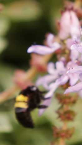 Abeja-Melífera-Recogiendo-El-Néctar-De-La-Flor