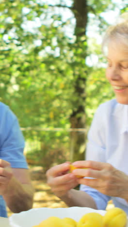 Senior-couples-removing-seeds-of-apricot-fruits-in-garden