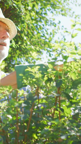 Senior-man-trimming-hedge-with-a-pair-of-gardening-shears