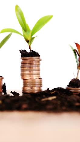 Close-up-of-plant-grows-from-stack-of-coins