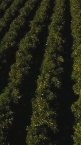 Aerial-of-a-orange-field