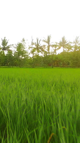 Vista-Del-Hermoso-Campo-De-Arroz