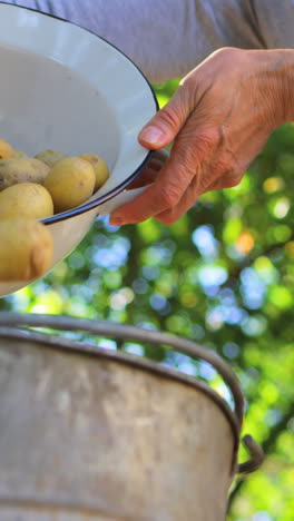 Frau-Gießt-Kartoffeln-In-Eimer